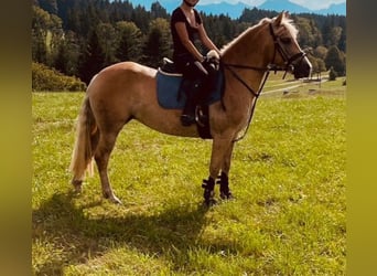 Haflinger, Jument, 6 Ans