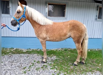 Haflinger, Jument, 6 Ans