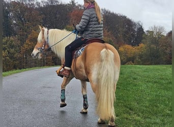 Haflinger, Jument, 7 Ans, 145 cm, Alezan