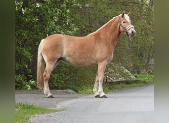 Haflinger, Jument, 7 Ans, 145 cm, Bai