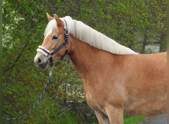 Haflinger, Jument, 7 Ans, 145 cm, Bai