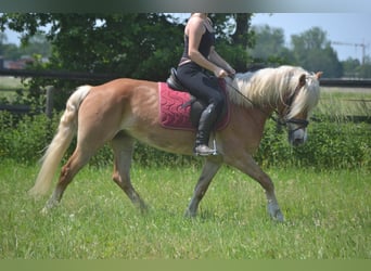 Haflinger, Jument, 7 Ans, 147 cm, Alezan