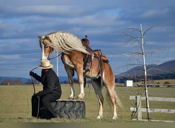 Haflinger, Jument, 7 Ans, 150 cm, Palomino