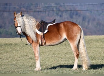 Haflinger, Jument, 7 Ans, 150 cm, Palomino
