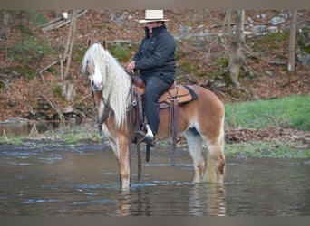 Haflinger, Jument, 7 Ans, 150 cm, Palomino
