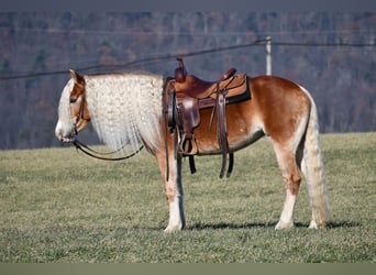 Haflinger, Jument, 7 Ans, 150 cm, Palomino