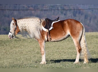 Haflinger, Jument, 7 Ans, 150 cm, Palomino