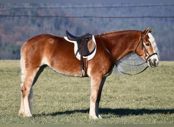 Haflinger, Jument, 7 Ans, 150 cm, Palomino