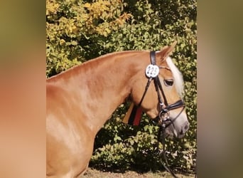 Haflinger, Jument, 7 Ans, 152 cm, Alezan