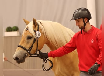Haflinger, Jument, 7 Ans, 153 cm, Alezan