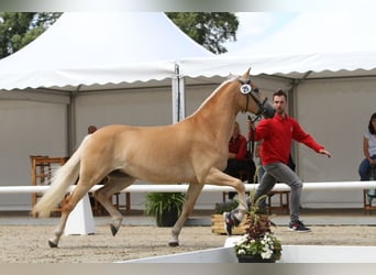 Haflinger, Jument, 7 Ans, 153 cm, Alezan