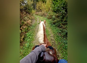 Haflinger, Jument, 7 Ans, 153 cm, Alezan