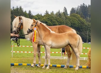 Haflinger, Jument, 7 Ans, 153 cm, Alezan