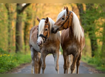 Haflinger, Jument, 7 Ans, 154 cm, Alezan