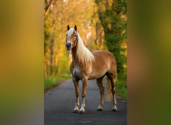 Haflinger, Jument, 7 Ans, 154 cm, Alezan