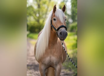 Haflinger, Jument, 7 Ans, 154 cm, Alezan