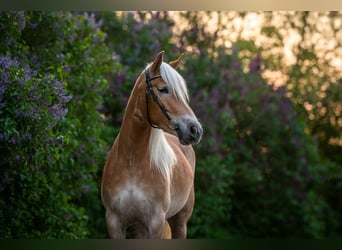 Haflinger, Jument, 7 Ans, 154 cm, Alezan