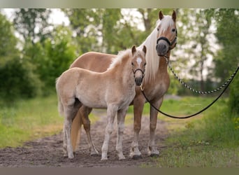 Haflinger, Jument, 7 Ans, 154 cm, Alezan