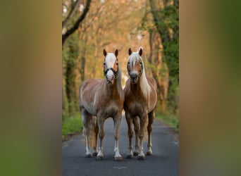 Haflinger, Jument, 7 Ans, 154 cm, Alezan