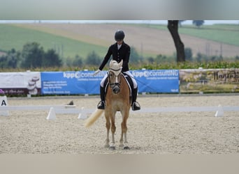 Haflinger, Jument, 7 Ans, 155 cm, Alezan