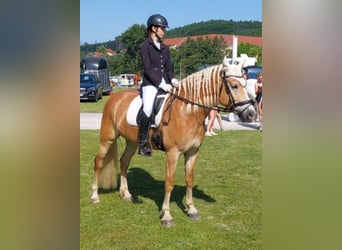 Haflinger, Jument, 7 Ans, 155 cm, Alezan