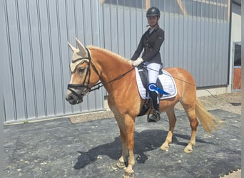 Haflinger, Jument, 7 Ans, 155 cm, Alezan