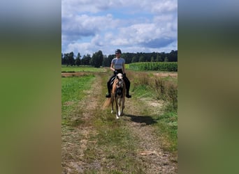 Haflinger, Jument, 7 Ans, 156 cm, Alezan
