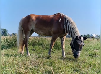 Haflinger, Jument, 7 Ans, 156 cm, Alezan