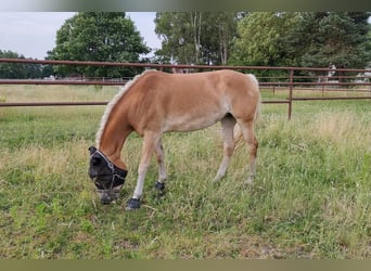 Haflinger, Jument, 7 Ans, 156 cm, Alezan