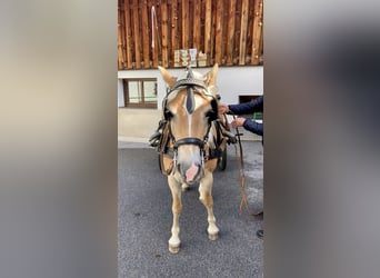 Haflinger, Jument, 7 Ans