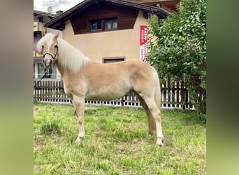 Haflinger, Jument, 7 Ans