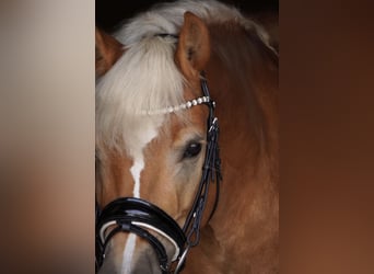 Haflinger, Jument, 8 Ans, 142 cm