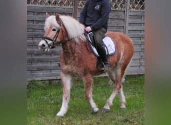 Haflinger, Jument, 8 Ans, 142 cm