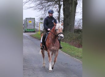 Haflinger, Jument, 8 Ans, 142 cm