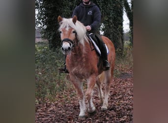 Haflinger, Jument, 8 Ans, 142 cm