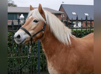 Haflinger, Jument, 8 Ans, 142 cm