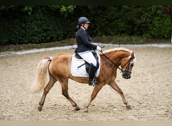 Haflinger, Jument, 8 Ans, 145 cm