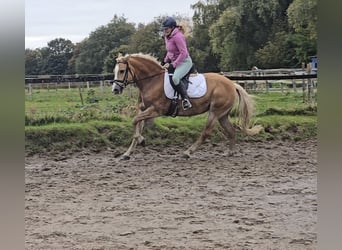 Haflinger, Jument, 8 Ans, 148 cm, Alezan