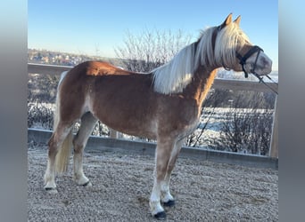 Haflinger, Jument, 8 Ans, 148 cm, Alezan