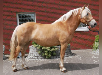 Haflinger, Jument, 8 Ans, 148 cm