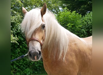 Haflinger, Jument, 8 Ans, 148 cm