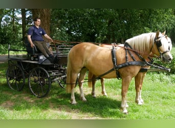 Haflinger, Jument, 8 Ans, 148 cm