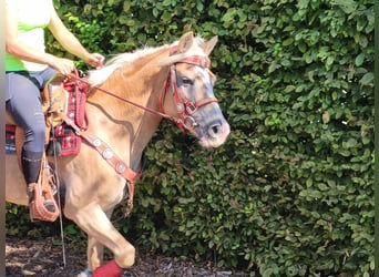 Haflinger, Jument, 8 Ans, 150 cm, Alezan