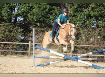 Haflinger, Jument, 8 Ans, 150 cm, Palomino