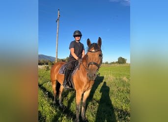 Haflinger Croisé, Jument, 8 Ans, 152 cm, Bai