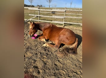 Haflinger Croisé, Jument, 8 Ans, 155 cm, Alezan