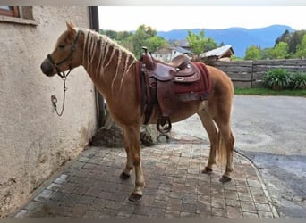 Haflinger, Jument, 8 Ans, 157 cm, Alezan