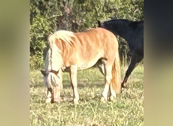 Haflinger, Jument, 9 Ans, 142 cm, Palomino