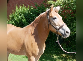 Haflinger, Jument, 9 Ans, 144 cm, Alezan