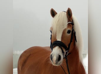 Haflinger, Jument, 9 Ans, 150 cm, Alezan